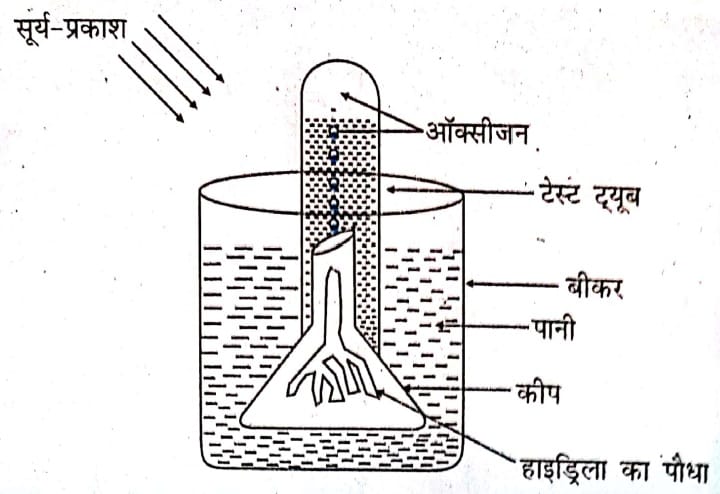 अवलोकन 