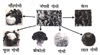 उन अभिलक्षणों का एक उदाहरण दीजिये जिनका उपयोग हम लो स्पीशीज के विकासीय संबंध निर्धारण के लिए करते हैं