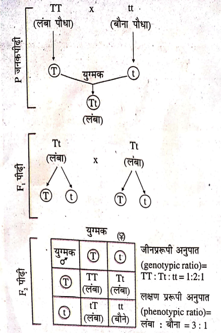एकसंकर संकरण को F,-पीढ़ी तक चित्र के द्वारा दर्शाएँ।
