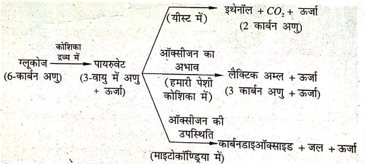 ऑक्सीजन का