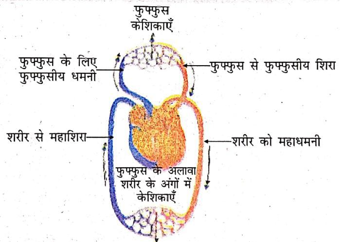 ऑक्सीजन तथा कार्बन डाइऑक्साइड के परिवहन तथा विनिमय का व्यवस्थात्मक निरूपण