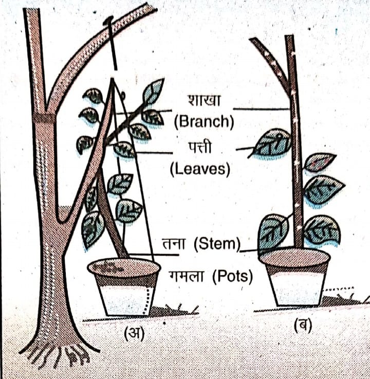 कलम का टुकड़ा लगाना