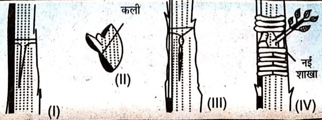 कली