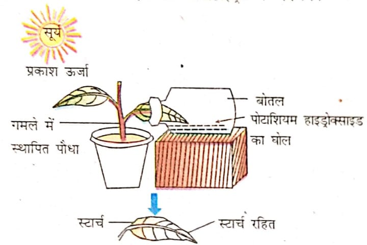 कार्बन डाइऑक्साइड का कार्बोहाइड्रेट में अपचयन