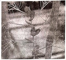 किसी सहारे के चारों ओर एक प्रतान की वृद्धि में ऑक्सिन किस प्रकार सहायक है