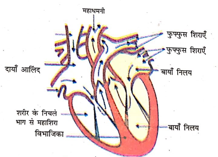 चित्र: मनुष्य के हृदय की आंतरिक रचना 