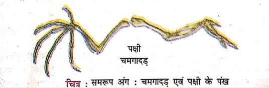 चित्र समरूप अंग चमगादड़ एवं पक्षी के पंख