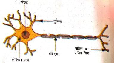 क्लास 10th विज्ञान नियंत्रण एवं समन्वय प्रश्न उत्तर