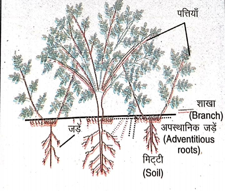 पत्तिय