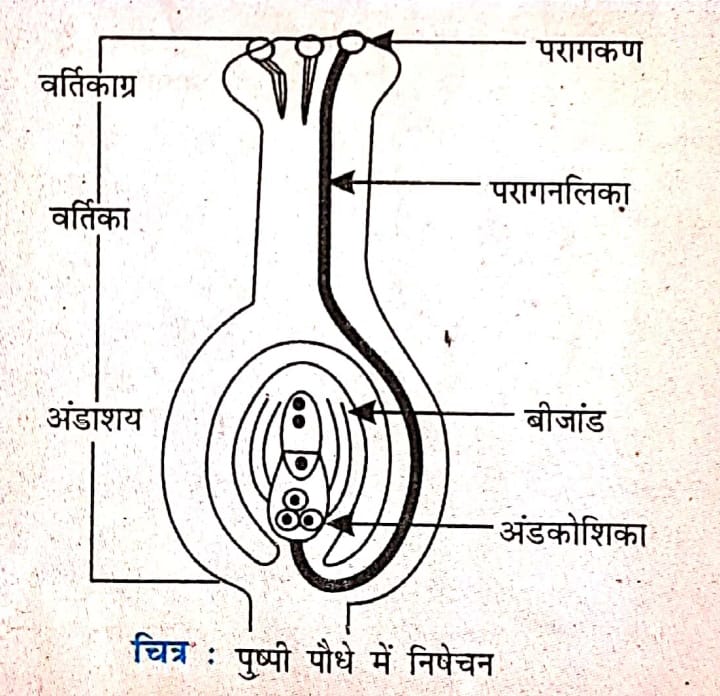  पुष्पी पौधे में निषेचन 