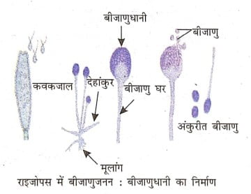 बीजाणुजनन से क्या समझते हैं