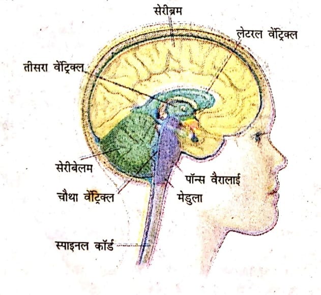 मस्तक