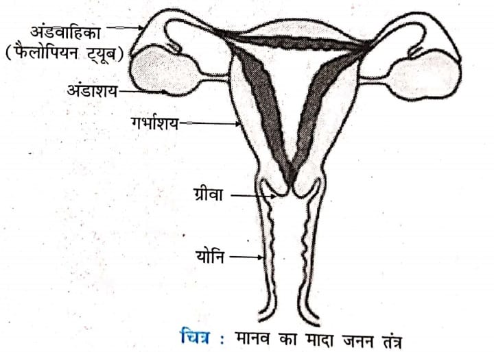 मानव का मादा जनन तंत्र
