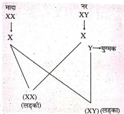 मानव में लिंग निर्धारण आनुवंशिक आधार पर होता है, चित्र द्वारा - समझाएँ