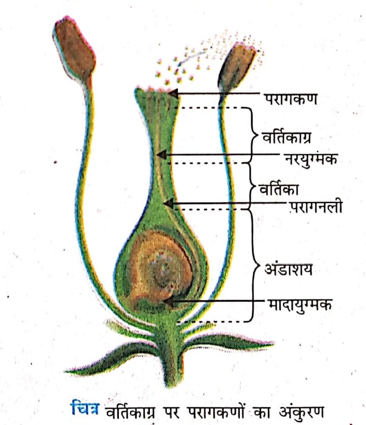 वर्तिकान पर परागकणों का अंकरण