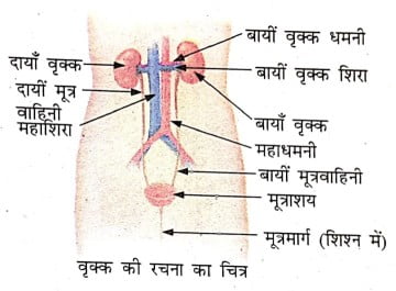 वृक्क की रचना का चित्र