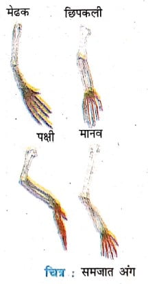 समजात अंग व असमजात अंग से क्या समझते हैं