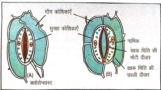 है। इससे रक्षक कोशिकाएँ ढीली पड़ जाती हैं। इससे स्टोमेटा बंद हो जाता है।