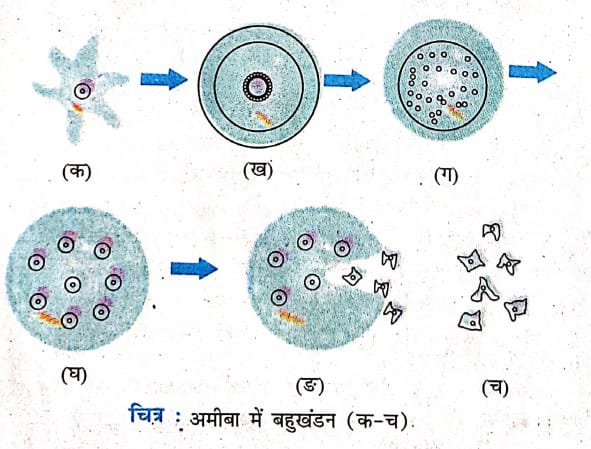 अमीबा में बहुखंडन