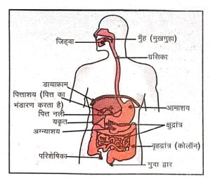 आमाशय में पाचन क्रिया - जब भोजन आमाशय में पहुँचता है