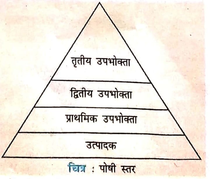 त्रितय उपभोक्ता