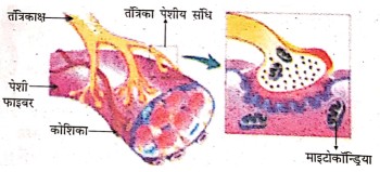 दो तंत्रिका कोशिकाओं (न्यरॉन) के मध्य अंतर्ग्रथन (सिनेप्स) में क्या होता है